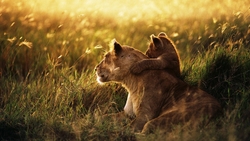 Lion With Cub