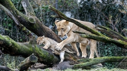 Lion With Lion Cub in Forest HD Wallpaper