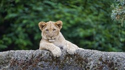 Lioness Siting Lonely
