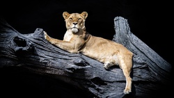 Lioness Sitting On Uprooted Tree