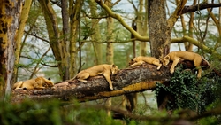 Lions Sleeping on Tree Branch Super Wallpaper