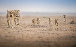 Lions With Lion Cubs HD Wallpaper