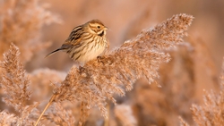 Little Bunting Bird Sitting in Tree Branch HD Wallpaper