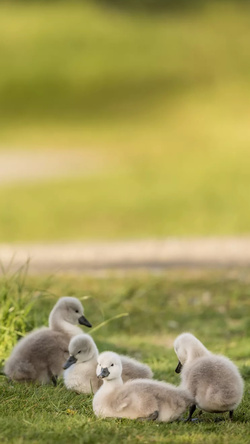 Little Cute Ducks Pic