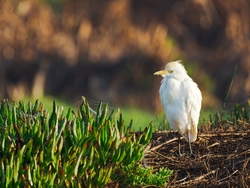 Little Egret Bird Photo