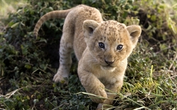 Little Lion Cub