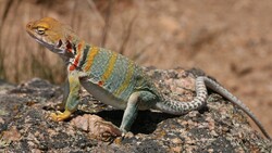 Lizard Animal Photo