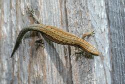 Lizard on Brown Wood
