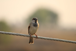 Lonely Sparrow