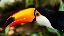 Long Beak Toucan Photo