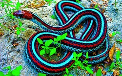 Long Colorful Snake In Forest