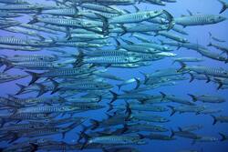 Long Fish in Blue Sea