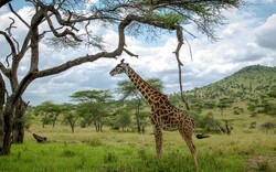 Long Giraffe Wide Wallpaper