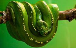 Long Snake on Tree