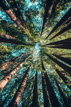 Long Trees in Forest