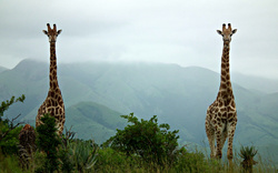 Longest Giraffe Couple Wallpaper