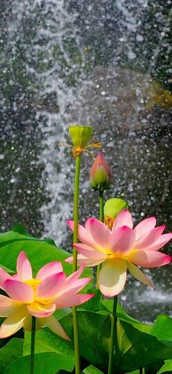 Lotus Flower Mobile Photo