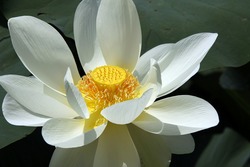 Lotus Flower Photo