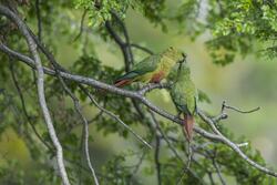 Love Birds Parrot