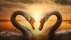 Love Swan Birds