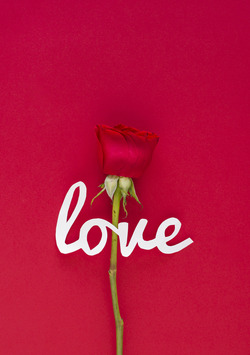 Love With Red Rose Mobile Pic
