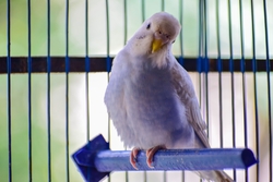 Lovebird Close Up Photo