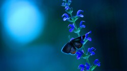 Lovely Blue Butterfly