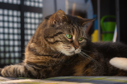 Lovely Cat with Green Eyes