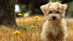 Lovely Dog HD Wallpaper