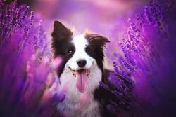 Lovely Dog Wallpaper