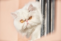 Lovely Eyes of White Cat