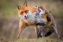 Lovely Family of Fox