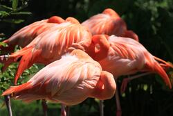 Lovely Flamingos Sleeping
