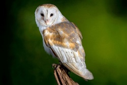 Lovely Owl Ultra HD Wallpaper