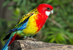 Lovely Parrot Bird