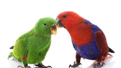 Lovely Parrots 4K Pictures