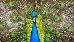 Lovely Peacock Bird 4K