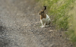 Lovely Rabbit Animal Wallpaper