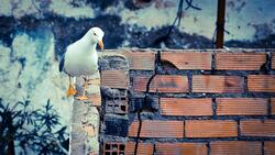 Lovely Seagull Bird HD Wallpaper