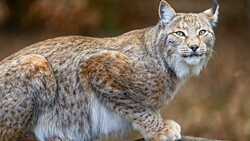 Lynx Animal HD Image