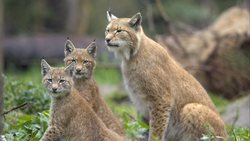 Lynx Animal Sitting in Forest