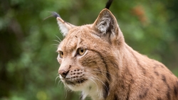 Lynx Looking For Prey HD Wallpaper