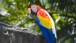 Macaw Bird Eating Image 4K