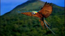 Macaw Bird Flying HD Image