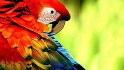 Macaw Bird HD Picture