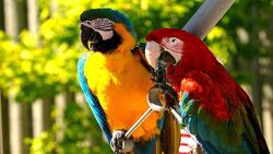 Macaw Bird HD Wallpaper