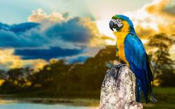 Macaw Bird Image Download