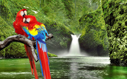 Macaw Bird Image