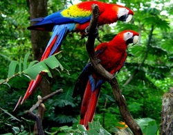 Macaw Bird in Jungle