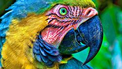 Macaw Bird Macro Photo